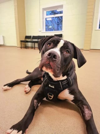 Illustration de l'article : Emmené chez le vétérinaire pour être « euthanasié sans raison apparente », ce chiot de 10 mois prend un nouveau départ