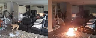 Illustration de l'article : Un chien seul à la maison mâchouille une batterie qui prend feu, le pire est évité de justesse (vidéo)