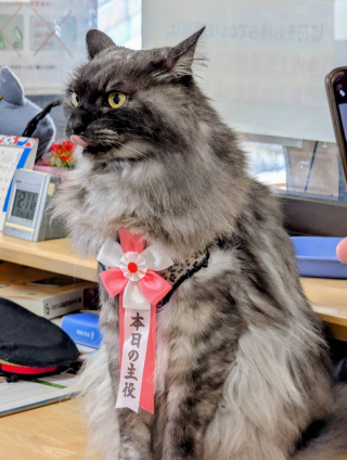 Illustration de l'article : Des dizaines de personnes se rendent à la cérémonie de retraite d’un chat « chef de gare »