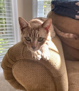 Illustration de l'article : « Elle servait essentiellement de cible d'entraînement », la revanche sur la vie tant attendue d’une chatte visée par une flèche 