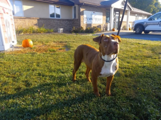 Illustration de l'article : Abandonnée lors d'un déménagement, une chienne peut désormais espérer un nouveau départ après sa prise en charge