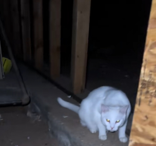 Illustration de l'article : 3 chats découvrent une pièce secrète derrière un placard dans la maison que leurs propriétaires louent depuis 2 ans