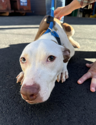 Illustration de l'article : Cette chienne qui s’était préparée à quitter ce monde découvre enfin une vie où elle peut s’épanouir pleinement (vidéo) 