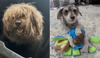 Illustration de l'article : Recouverte de nœuds et dévorée par les vers, cette petite chienne renaît grâce à une chaîne de solidarité