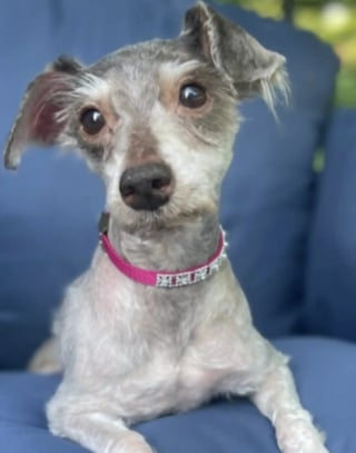 Illustration de l'article : Recouverte de nœuds et dévorée par les vers, cette petite chienne renaît grâce à une chaîne de solidarité