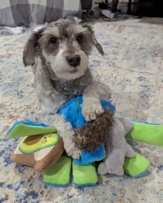 Illustration de l'article : Recouverte de nœuds et dévorée par les vers, cette petite chienne renaît grâce à une chaîne de solidarité