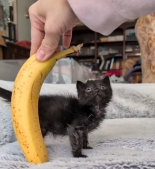 Illustration de l'article : Né minuscule et chancelant, ce chaton noir attendrissant se bat pour la vie et atteint enfin la taille d’une banane (vidéo)