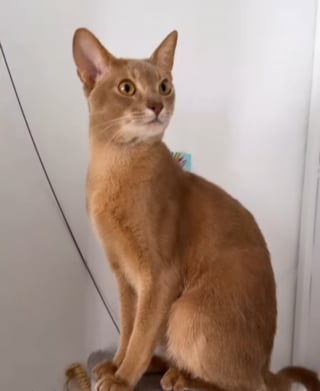 Illustration de l'article : Devant s'absenter pendant un mois, elle confie son chat à sa mère mais ne le reconnaît plus à son retour (vidéo)