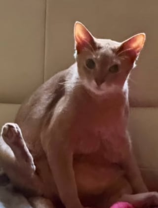 Illustration de l'article : Devant s'absenter pendant un mois, elle confie son chat à sa mère mais ne le reconnaît plus à son retour (vidéo)