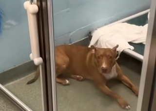 Illustration de l'article : Ramenée dans son refuge d’origine après 3 ans d’adoption, cette chienne cherche sa “seconde chance d’amour” (vidéo)