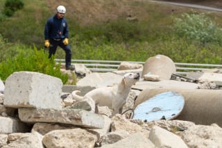 Illustration de l'article : Confié à un refuge par son maître malade, ce Golden Retriever découvre sa véritable vocation en devenant chien sauveteur lors de catastrophes naturelles (vidéo)