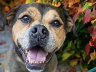 Illustration de l'article : Après 1 826 jours passés au refuge, cette chienne attend toujours son tour et n’a pas perdu l’espoir de rencontrer un jour sa famille idéale