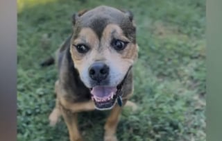 Illustration de l'article : Après 1 826 jours passés au refuge, cette chienne attend toujours son tour et n’a pas perdu l’espoir de rencontrer un jour sa famille idéale