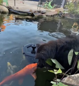 Illustration de l'article : Lorsqu’un chien imposant s’avance vers un étang, les carpes koï ne s’attendaient pas à tant de délicatesse (vidéo)