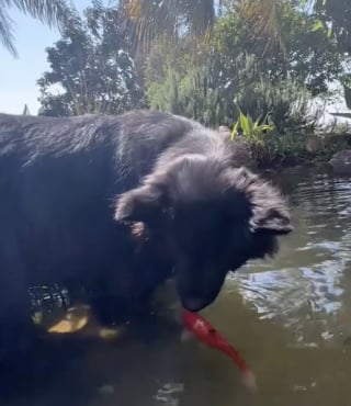 Illustration de l'article : Lorsqu’un chien imposant s’avance vers un étang, les carpes koï ne s’attendaient pas à tant de délicatesse (vidéo)