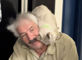 Illustration de l'article : En pleine réunion, un chat choisit son futur papa et lui fait comprendre d’une manière très claire (vidéo)