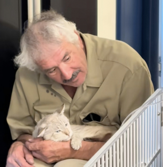 Illustration de l'article : En pleine réunion, un chat choisit son futur papa et lui fait comprendre d’une manière très claire (vidéo)