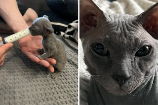 Illustration de l'article : 10 photos montrant la transformation de chatons en chats adultes qui vont vous faire fondre