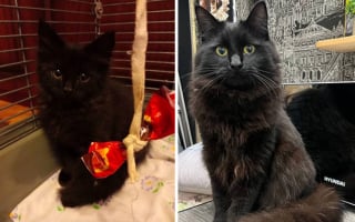 Illustration de l'article : 10 photos montrant la transformation de chatons en chats adultes qui vont vous faire fondre