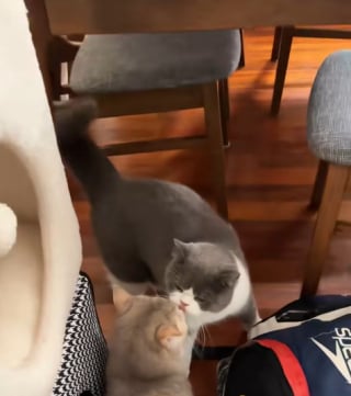 Illustration de l'article : Après avoir accompagné son maître en voyage sans son ami resté à la maison, ce chat retrouve son compagnon qui l'attendait avec impatience depuis 19 jours (vidéo) 