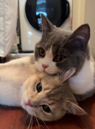 Illustration de l'article : Après avoir accompagné son maître en voyage sans son ami resté à la maison, ce chat retrouve son compagnon qui l'attendait avec impatience depuis 19 jours (vidéo) 