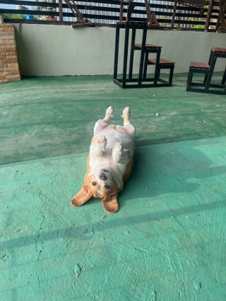 Illustration de l'article : Les 10 meilleures expressions humaines d'un Beagle