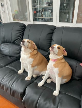 Illustration de l'article : Les 10 meilleures expressions humaines d'un Beagle