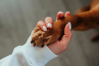 Illustration de l'article : 7 habitudes à prendre pour rendre son chien heureux