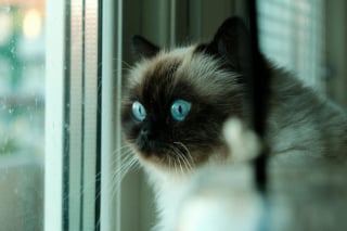 Illustration de l'article : 15 preuves que votre chat pense être le roi de la maison