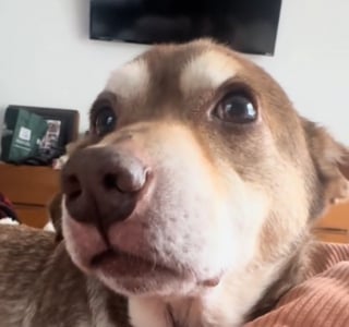 Illustration de l'article : Trop longtemps négligé, ce chien sénior a une réaction touchante en s'entendant dire qu'il est "un bon garçon" (vidéo)
