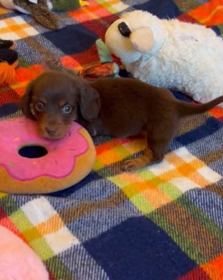 Illustration de l'article : Ce chiot dont la mère a mangé les pattes bénéficie de son tout premier fauteuil roulant pour se déplacer (vidéo) 