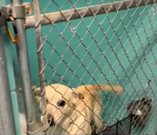 Illustration de l'article : Il rencontre un chien de 9 ans abandonné par son propriétaire toxicomane et lui offre un second souffle 