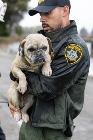 Illustration de l'article : Sauvé d'un canal en crue après de fortes pluies, ce petit chien attend désormais de rejoindre sa famille ou d'en trouver une nouvelle (vidéo)