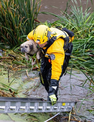 Illustration de l'article : Sauvé d'un canal en crue après de fortes pluies, ce petit chien attend désormais de rejoindre sa famille ou d'en trouver une nouvelle (vidéo)