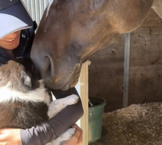 Illustration de l'article : Ce précieux moment durant lequel ce cheval rencontre son nouvel acolyte chiot pour la première fois (vidéo)