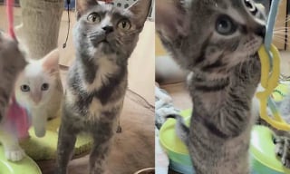 Illustration de l'article : Amaigrie et déshydratée, cette maman chat puise dans ses dernières forces pour nourrir ses chatons avant d'être prise en charge par une famille d'accueil