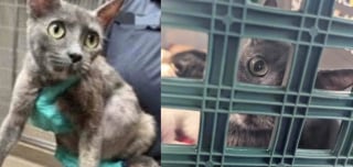 Illustration de l'article : Amaigrie et déshydratée, cette maman chat puise dans ses dernières forces pour nourrir ses chatons avant d'être prise en charge par une famille d'accueil