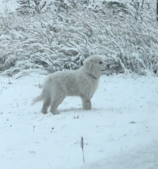 Illustration de l'article : Adopté par hasard lors d'une virée en ville, ce chiot découvre sa première chute de neige et profite de chaque instant (vidéo)