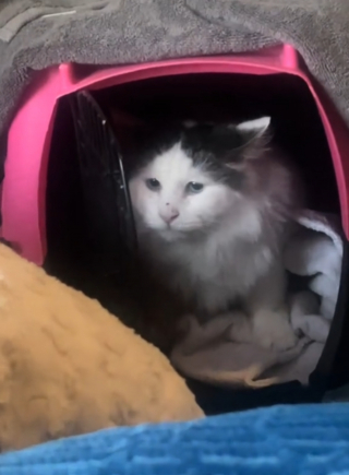 Illustration de l'article : Le triste visage d'un chat errant caché dans un trou de mur émeut un passant qui lui offre une vie bien différente (vidéo)