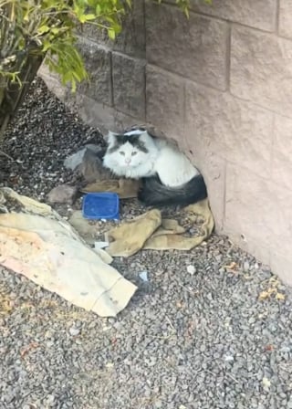 Illustration de l'article : Le triste visage d'un chat errant caché dans un trou de mur émeut un passant qui lui offre une vie bien différente (vidéo)