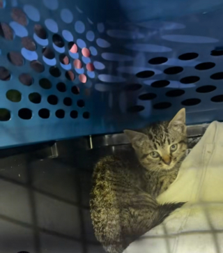 Illustration de l'article : Un chaton coincé dans une canalisation retrouve la liberté grâce à une voiture télécommandée (vidéo)