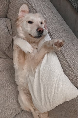 Illustration de l'article : Contraint de descendre du canap&eacute;, cet adorable Golden Retriever affiche une mine dramatique pour faire c&eacute;der ses humains (vid&eacute;o)