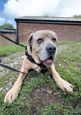 Illustration de l'article : « Nous savons que les grands chiens mettent souvent plus de temps à être adoptés », présent au refuge depuis près de 4 ans, ce Cane Corso cherche sa famille pour la vie (vidéo)