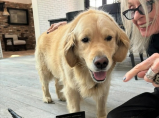 Illustration de l'article : Dans un dernier geste d'amour pour les animaux, l'actrice disparue Diane Keaton lègue une importante somme d'argent à son chien adoré et aux refuges