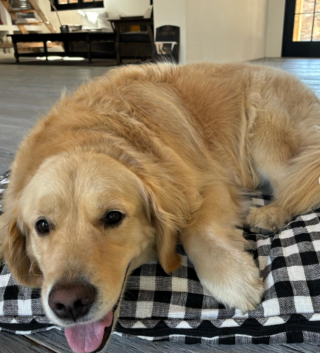 Illustration de l'article : Dans un dernier geste d'amour pour les animaux, l'actrice disparue Diane Keaton lègue une importante somme d'argent à son chien adoré et aux refuges