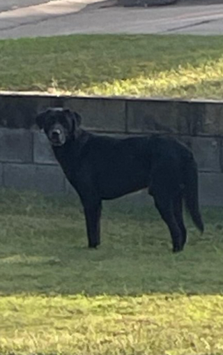 Illustration de l'article : En phase terminale, une femme trouve la force de rechercher son chien fugueur tant aimé 