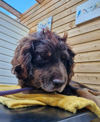 Illustration de l'article : Ce chien gravement blessé après l'attaque d’un animal est d’une reconnaissance infinie envers ses sauveteurs