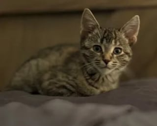 Illustration de l'article : Secouru à temps, un chaton tombé à l'eau depuis un pont s'en remet courageusement et trouve une famille aimante