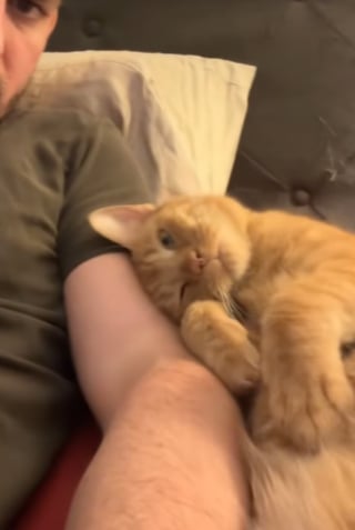 Illustration de l'article : Un chat et les enfants d’une garderie ont rendez-vous quotidiennement pour se dire bonjour (vidéo) 