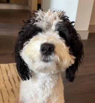 Illustration de l'article : Son chien prend peur et se cache dès qu’elle cuisine à cause d’un incident vieux d’un an (vidéo)